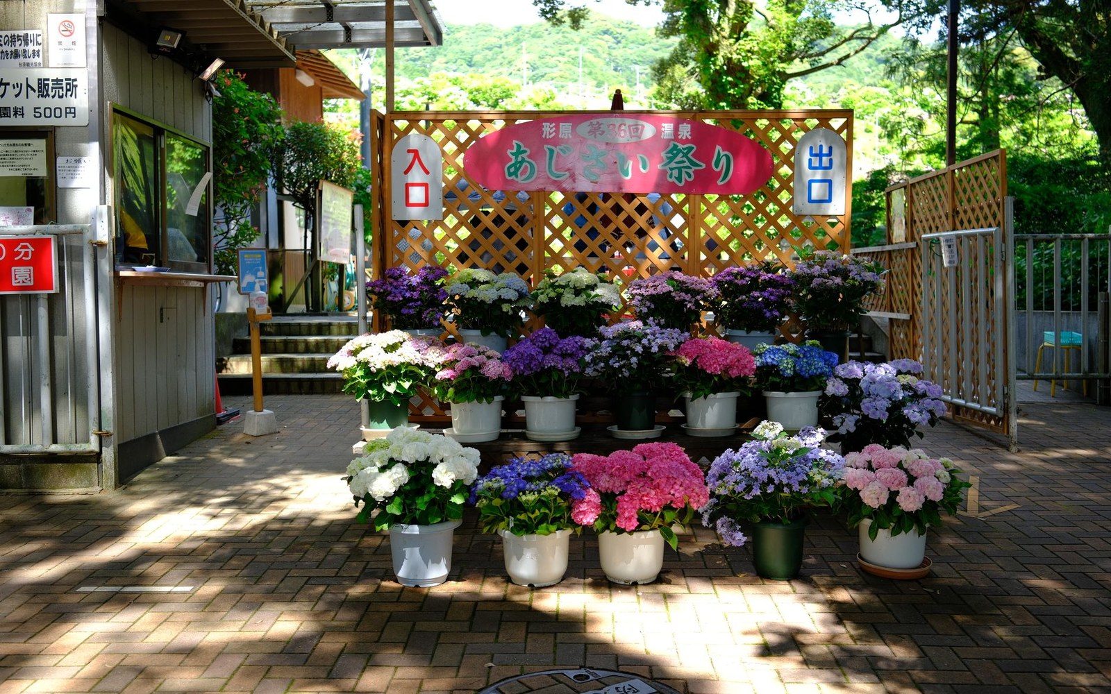 Potted hydrangeas displayed in tiers beneath a banner for a hydrangea festival entrance